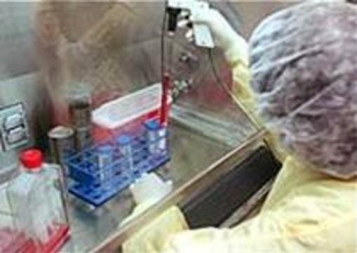 Эксперименты со стволовыми клетками начнутся в России