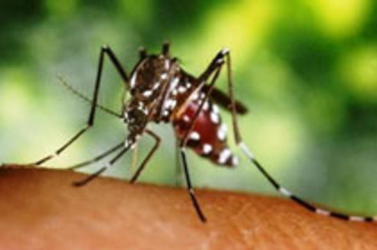 К борьбе с лихорадкой денге в Бразилии [привлекли военных]