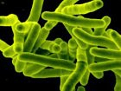 Распространенная бактерия может [повысить обучаемость и сообразительность]
