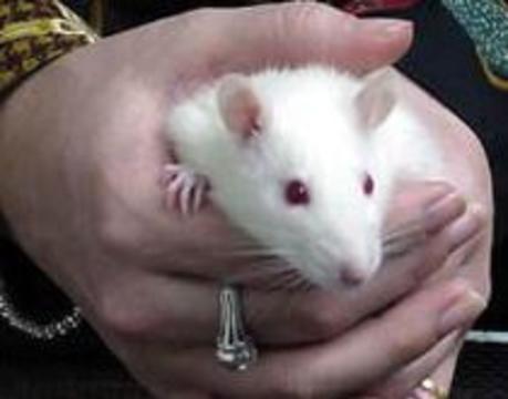 При расшифровке генома мыши было установлено 20. Мышка Геншин. Мыши с геном р21. Мышь с геном оленя. Куостамизированыу мышки Геншин.