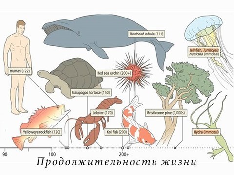 Люди вряд ли начнут жить дольше