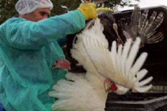 Птичий грипп обнаружен на Кипре