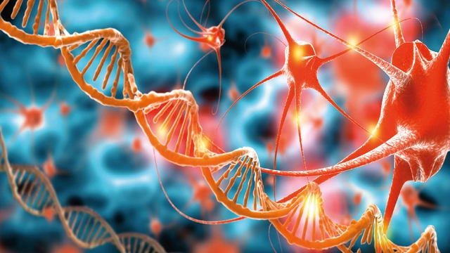 После смерти в мозге человека усиливается активность «зомби-генов»