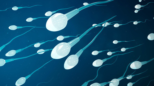 Ультразвук повышает подвижность сперматозоидов и шансы на беременность