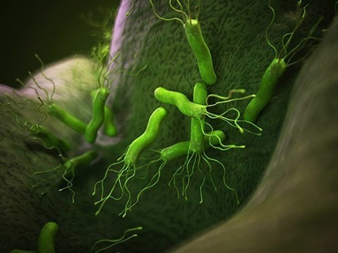 10 фактов о самой коварной канцерогенной бактерии