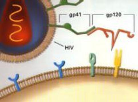 Вирус СПИДа оказался хитрее ученых