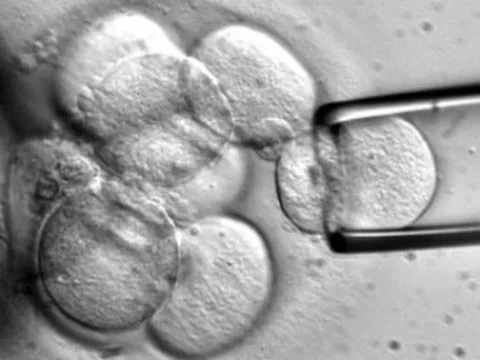 Американский суд запретил исследования [эмбриональных стволовых клеток]