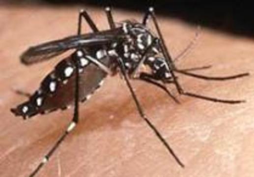 Лихорадка денге в Индонезии погубила 669 жизней