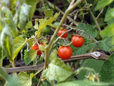 Органические продукты связали со снижением риска рака
