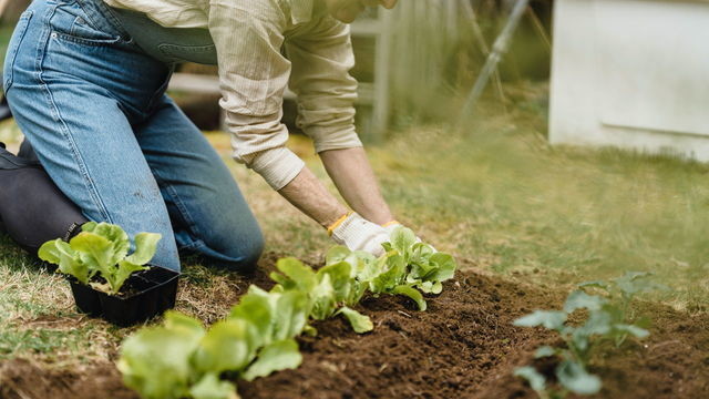 Садоводство может улучшить психическое здоровье — ученые