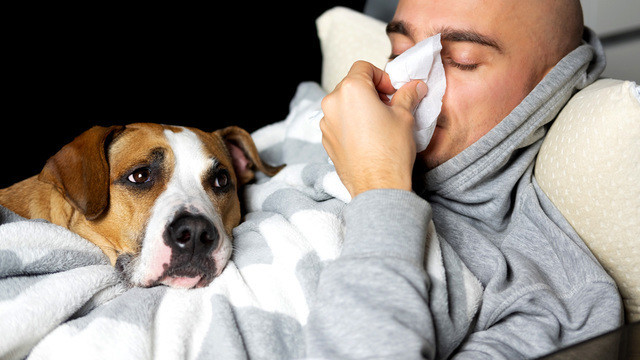 Ученые создают первую в мире вакцину от аллергии на собак