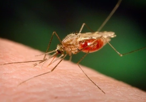 Тестирование первой в мире вакцины от малярии оказалось успешным