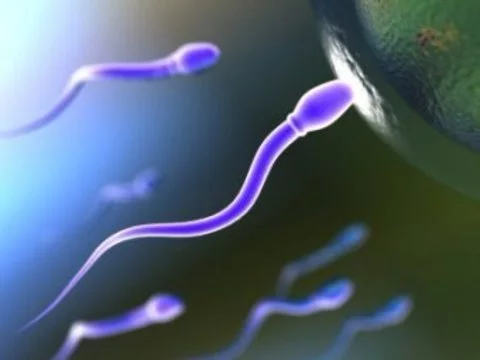 Британские ученые сравнили сперматозоиды [с участниками автогонок]