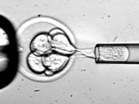 Экспериментальная терапия эмбриональными стволовыми клетками [названа безопасной]