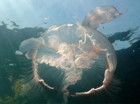 На создание искусственного сердца ученого вдохновило наблюдение за медузами