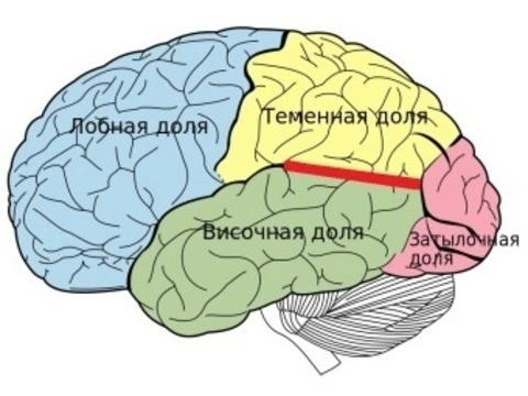 Альтруизм связали с [размерами височно-теменного соединения мозга]