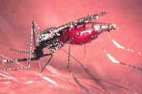Новая вакцина [лечит от малярии только комаров]