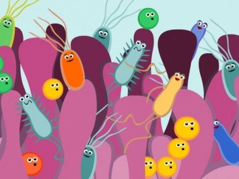 В кишечнике нашли бактерии, питающиеся нейромедиаторами