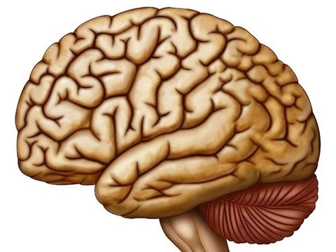 Правое полушарие мозга участвует в восстановлении речи после инсульта