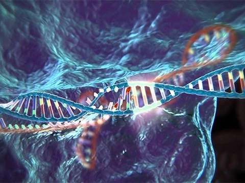 В США могут разрешить редактировать человеческий геном