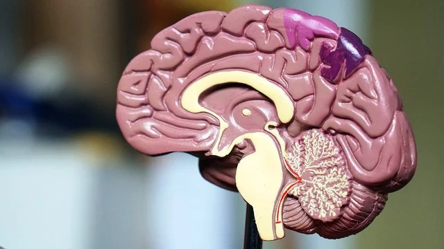 Самые интересные факты о нашем мозге