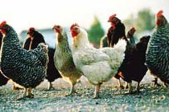 Эксперты ВОЗ подозревают птичий грипп у 11 жителей Азербайджана