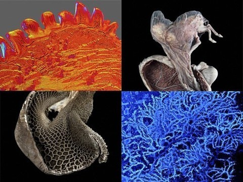 Фотогалерея: победители премии Wellcome Image Awards 2015