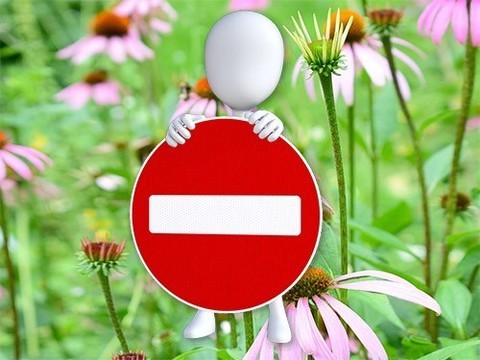 Растительные средства могут быть опасными при беременности