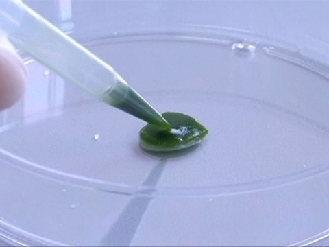 Ученый создал искусственную кожу из водорослей