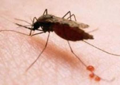Азиатскую малярию не хотят пускать в Африку