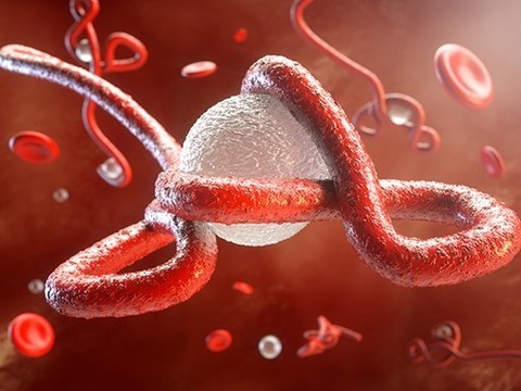 В Сьерра-Леоне зафиксирован новый случай смерти от лихорадки Эбола