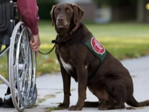 Московским инвалидам предоставят льготы на [лечение домашних животных]