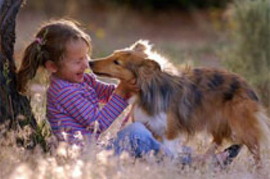 Собаки защищают детей от [аллергии]
