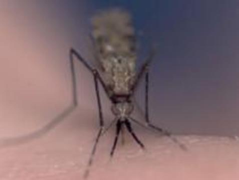 В Саратов прилетела малярия