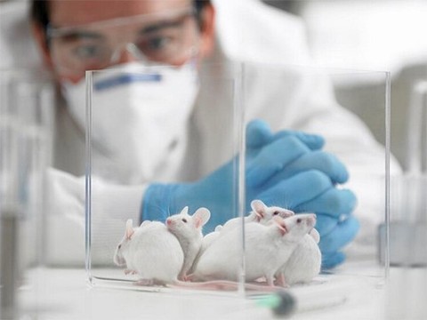 Мышей вылечили от Альцгеймера за неделю