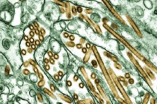 Индонезия возобновила [отправку образцов вируса H5N1 в ВОЗ]