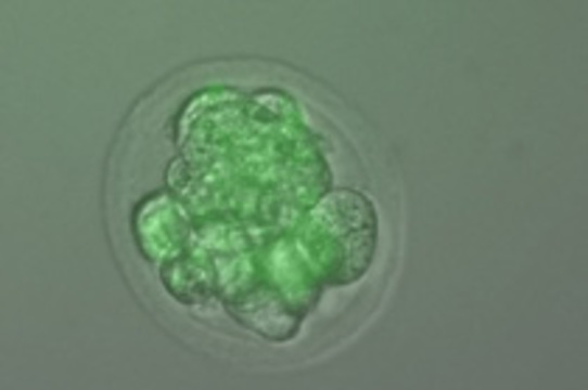 Американские ученые приступили к [клонированию человеческого эмбриона]