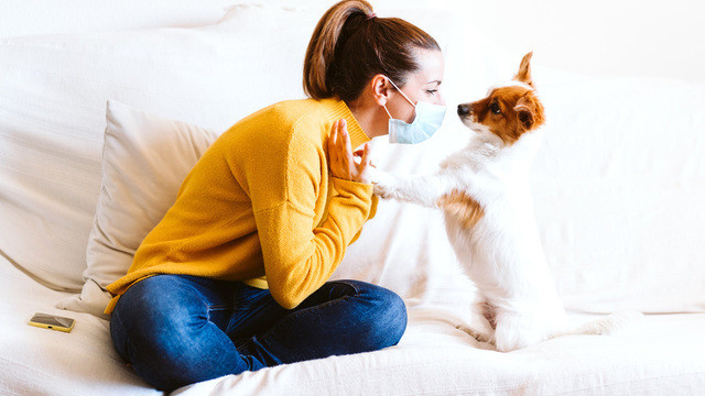 Собаки оказались лучшими «врачами» психического здоровья своих владельцев в пандемию