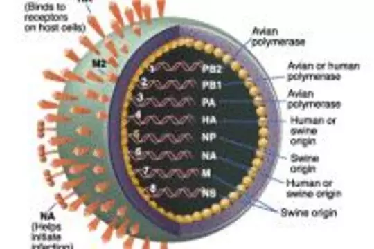 Количество заразившихся гриппом H1N1 [превысило десять тысяч]