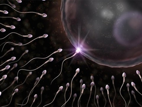 Спермограмма. Микроскопическое исследование эякулята (Енцов Д.В.)