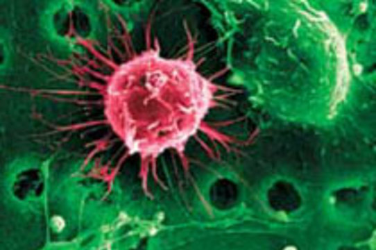 Немецкие ученые нашли альтернативу эмбриональным стволовым клеткам