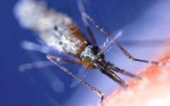 Малярию и комаров победят на молекулярном уровне