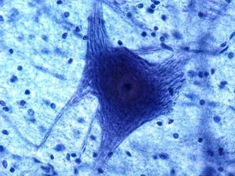 Клетки мозга могут «спать» и «бодрствовать» in vitro