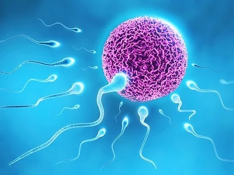 Сперматозоиды вырастили в лаборатории