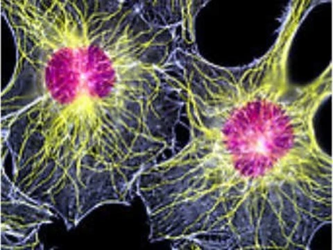Клетки соединительной ткани [превратили в нейроны]