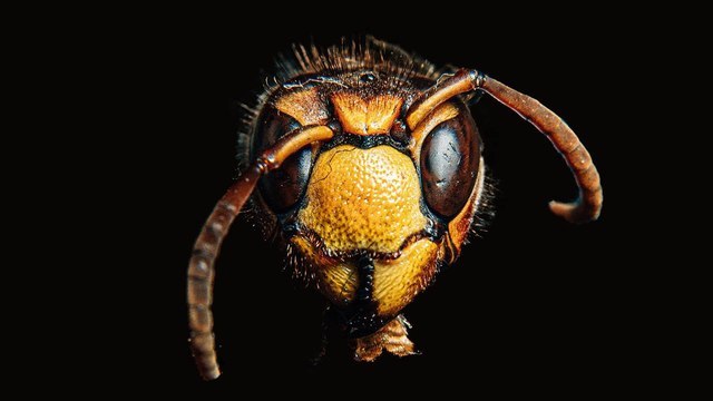 Усатые-полосатые: первая помощь при укусе пчелы или осы