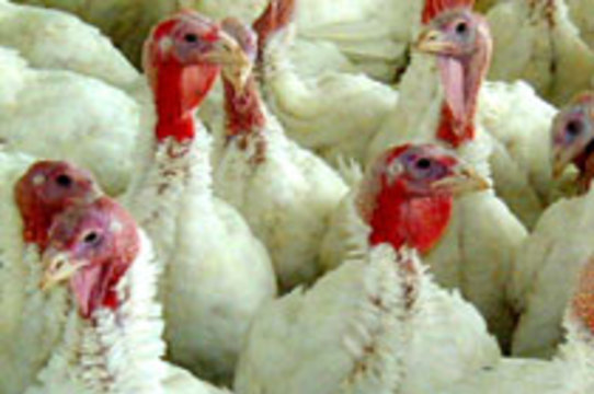 Президент Франции призвал сограждан не бояться птичьего гриппа