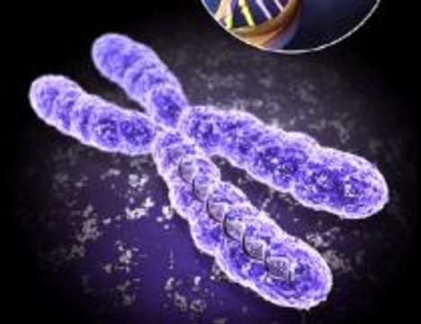 Питерские ученые удлинили жизнь клеток, удлинив хромосомы