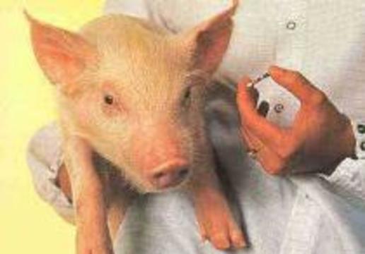 Кожу свиньи будут использовать в пластической хирургии