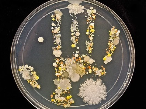 Микробиолог показала бактерии, остающиеся на руках ребенка после прогулки